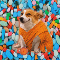 Cash Dogs #4578