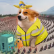 Cash Dogs #781