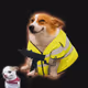 Cash Dogs #5679