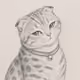 Pencil Purrs #146