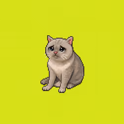 CashCatNFT