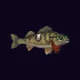 FEESH #0572