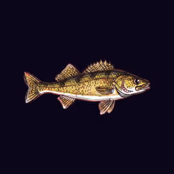 FEESH #0922