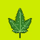 GreenWeed #10