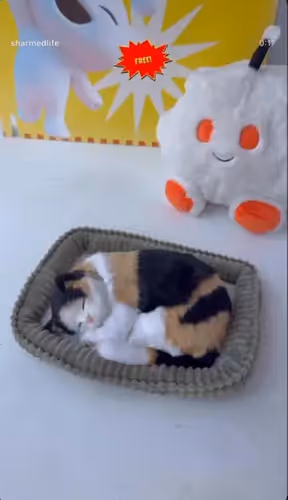 MEOWDANI