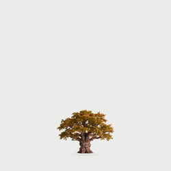 Tree #0376 — Mature Tree