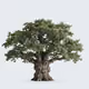 Tree #0452 — Mature Tree