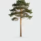 Tree #0531 — Mature Tree