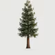 Tree #0616 — Mature Tree