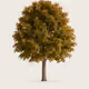Tree #0710 — Mature Tree
