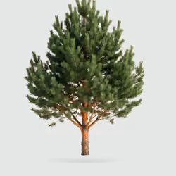 Tree #0154 — Mature Tree