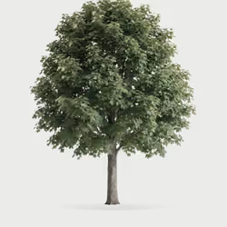Tree #0446 — Mature Tree