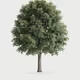 Tree #0446 — Mature Tree