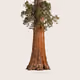 Tree #0711 — Mature Tree