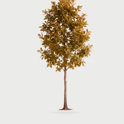 Tree #0374 — Mature Tree