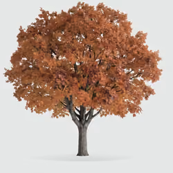 Tree #0101 — Mature Tree