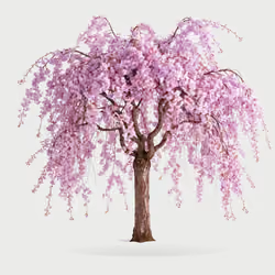 Tree #0132 — Mature Tree