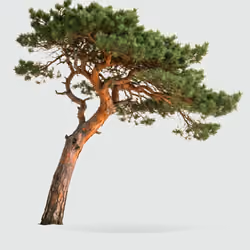 Tree #0377 — Mature Tree