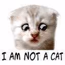 NOTCAT