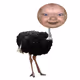 BABY OSTRICH