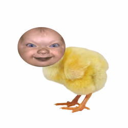 BABY CHICK