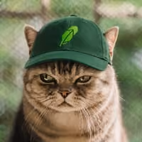GRUMPYCAT