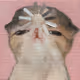 cattie