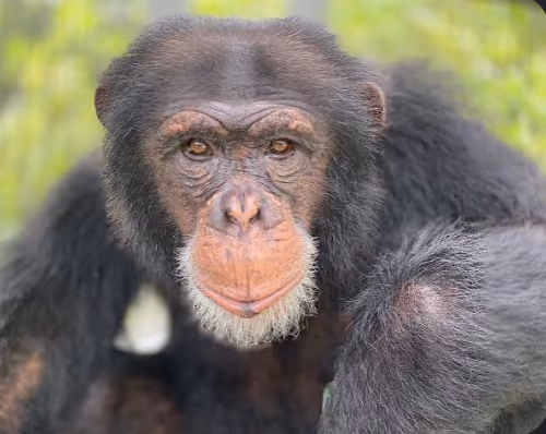 ape
