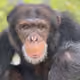 ape