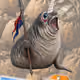 975