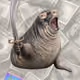 Cash Seal 5930