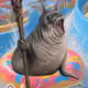 7446