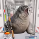 Cash Seal 6035