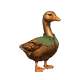 Genesis Duck #4832