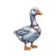 Genesis Duck #224