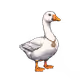 530