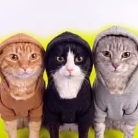 Shell HOODCATS