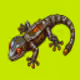ANOMALY #284 — Cyber Gecko