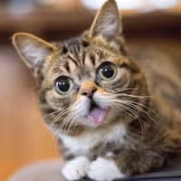 BUB