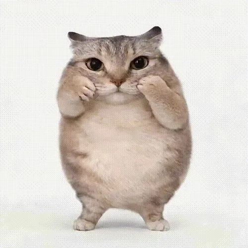 BABABOI