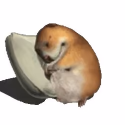 hoomster 48