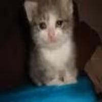 CRYINGCAT