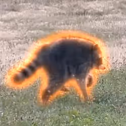 JIMOTHY