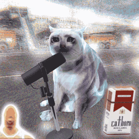 Cash Cat #301