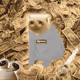 Cash Cat #1761