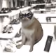 Cash Cat #5274