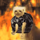 Cash Cat #8197