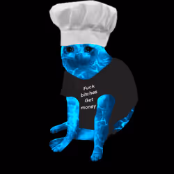 Cash Cat #8346