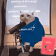 Cash Cat #9322