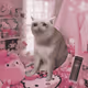 Cash Cat #2981